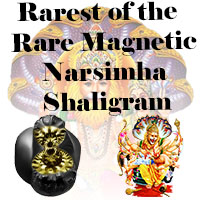 Rarest of the Rare Magnetic Narsimha Shaligram